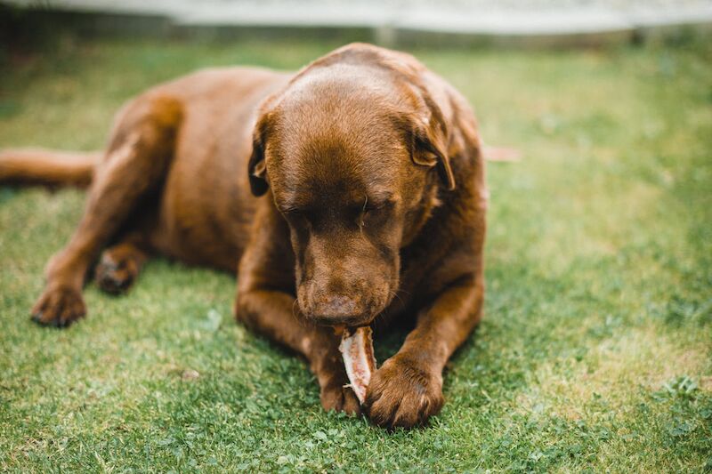 Best Dog Food for Labrador Retrievers