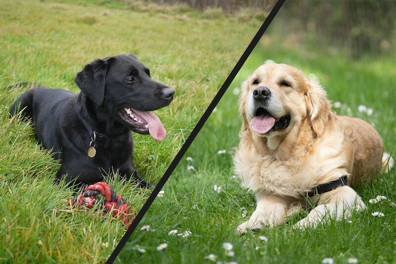 Labrador Retriever vs Golden Retriever