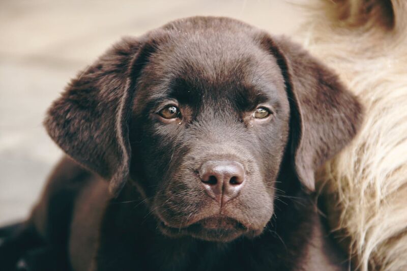 Labrador Puppy