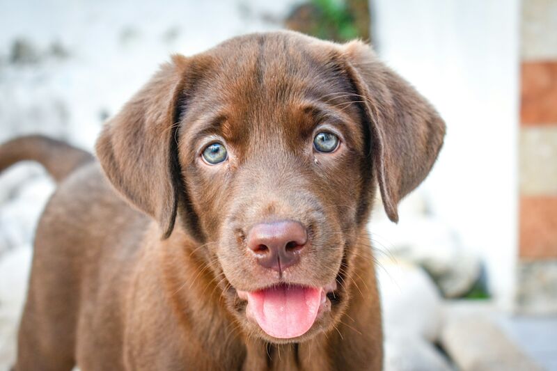 Labrador Puppies: A Complete Guide for New Owners