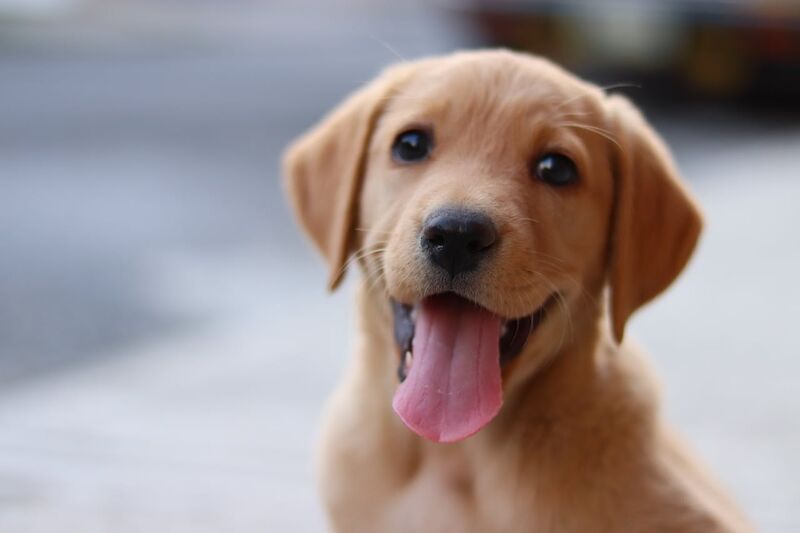 Labrador Puppy Growth