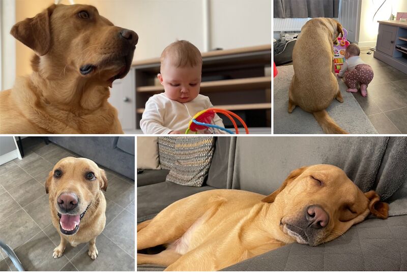 Are Labradors Good Family Dogs?