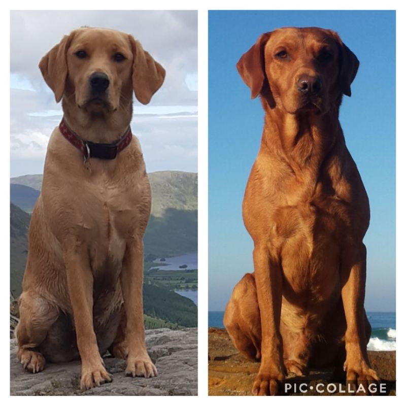 Kc Registered Labrador Puppies For Sale In Grassington North Yorkshire Under 1 500