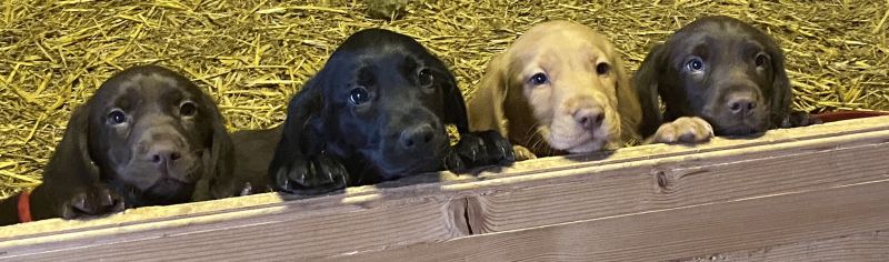 Cockerdor puppies for sale in Scarborough, North Yorkshire - Image 1