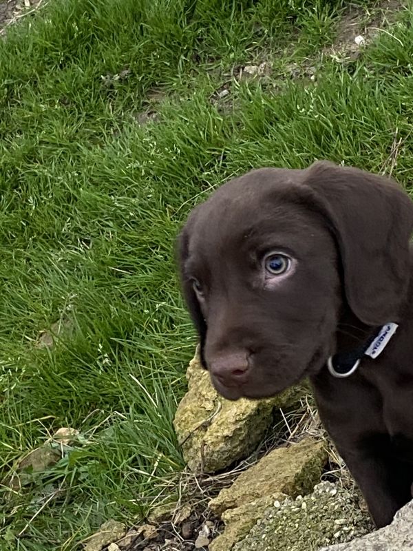 Cockerdor puppies for sale in Scarborough, North Yorkshire - Image 2