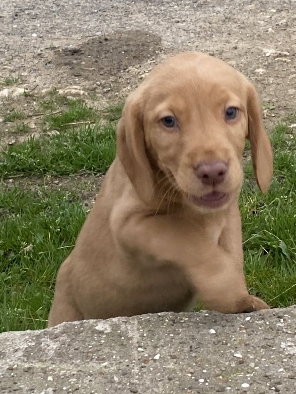 Cockerdor puppies for sale in Scarborough, North Yorkshire - Image 3