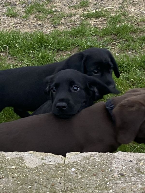 Cockerdor puppies for sale in Scarborough, North Yorkshire - Image 4