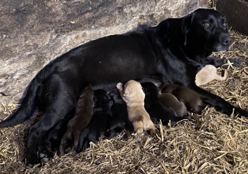 Cockerdor puppies for sale in Scarborough, North Yorkshire - Image 5