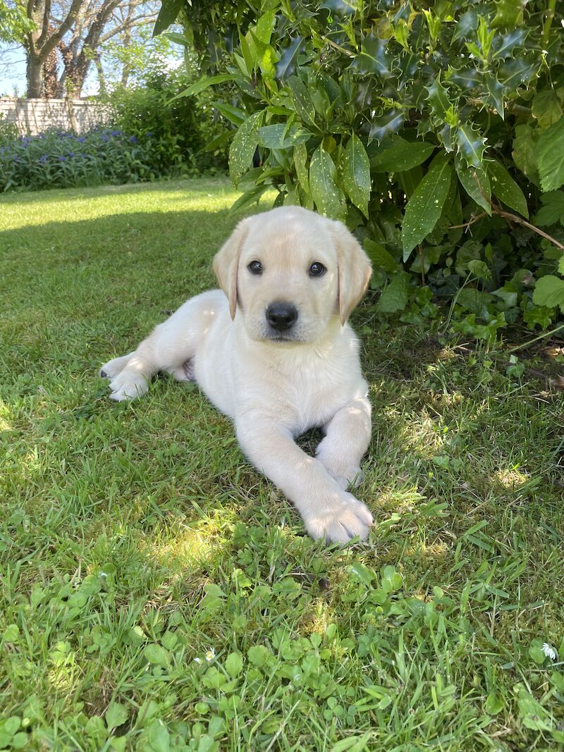 Kc registered puppy's- 3 available for sale in Okehampton, Devon - Image 3