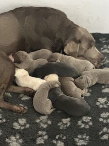 Kate - Labrador breeder