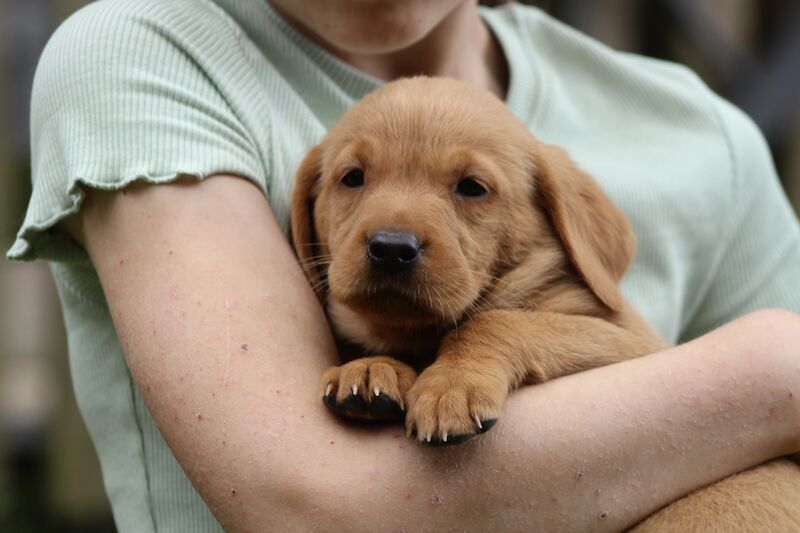 Leanne - Labrador breeder