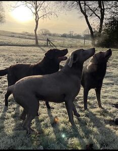 Hayley - Licensed Labrador breeder