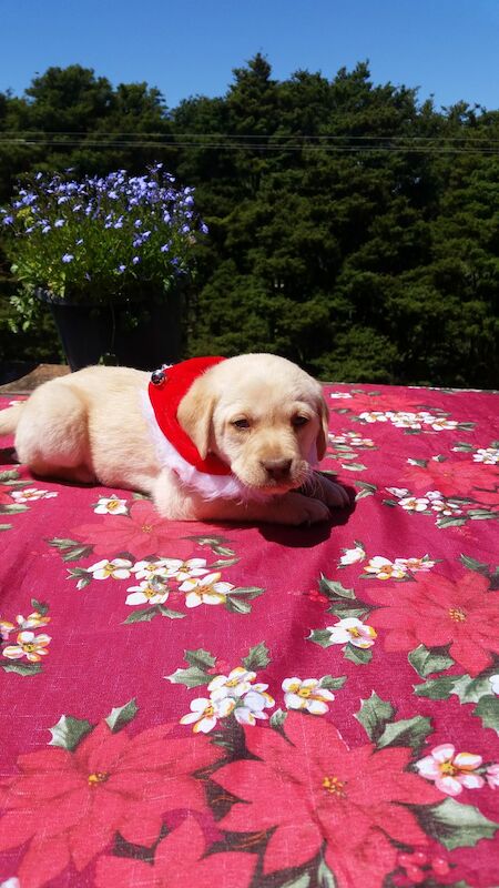 antony joe - Labrador breeder