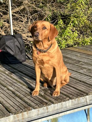 Sue Thorpe - Licensed Labrador breeder