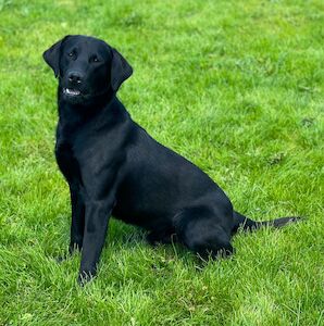 M Joyce - Licensed Labrador breeder