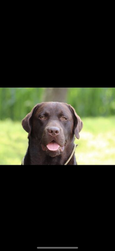 Paul Mccrory - Licensed Labrador breeder