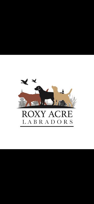 Roxy Acre Labradors - Licensed Labrador breeder