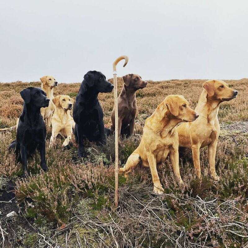 David Atkinson - Licensed Labrador breeder