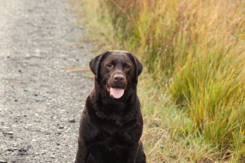 Cheryl Mitchell - Labrador breeder