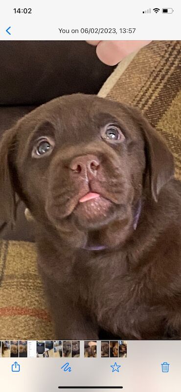 Carole & Anthony Allen - Labrador breeder