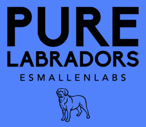 Carole Allen - Licensed Labrador breeder