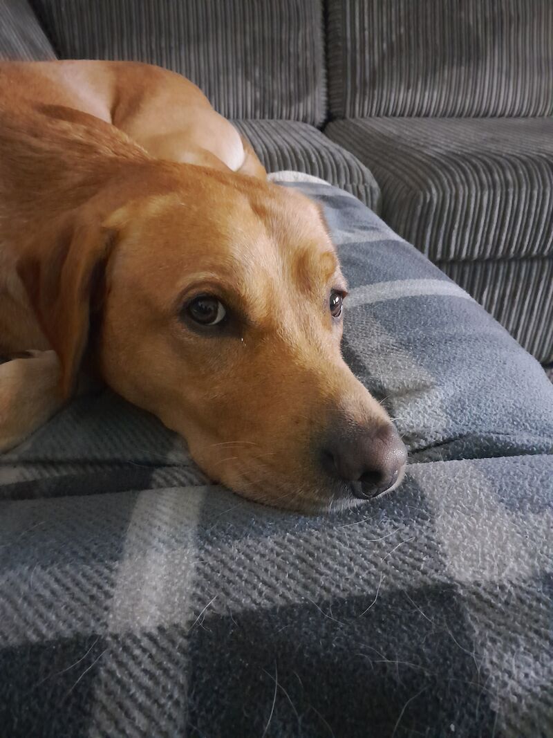 Richard Tyson - Labrador breeder