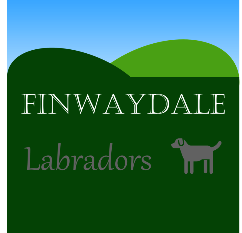 Finwaydale Labradors - Licensed Labrador breeder