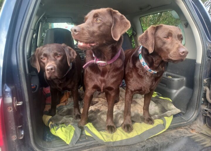 Kate - Labrador breeder