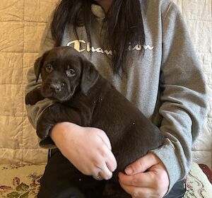 Kirstin Connell - Labrador breeder