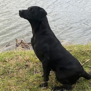 Daniel Bunting - Licensed Labrador breeder