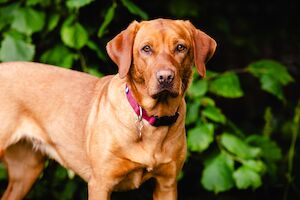 Marisha Romer - Licensed Labrador breeder