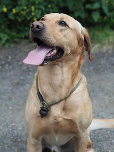 Theakwell dogs - Labrador breeder