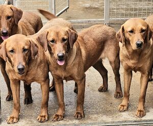 Daniel fletcher - Labrador breeder