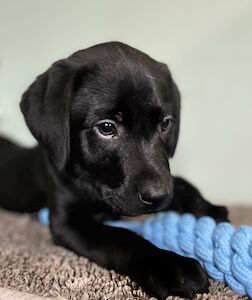 Uniquesilk - Licensed Labrador breeder