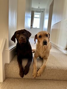 John Bean - Labrador breeder