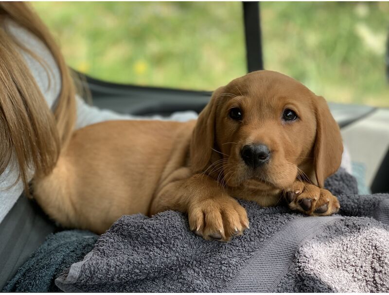 Kerry Grylls - Licensed Labrador breeder