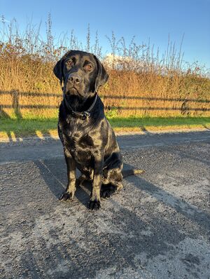 Alice Smith - Licensed Labrador breeder