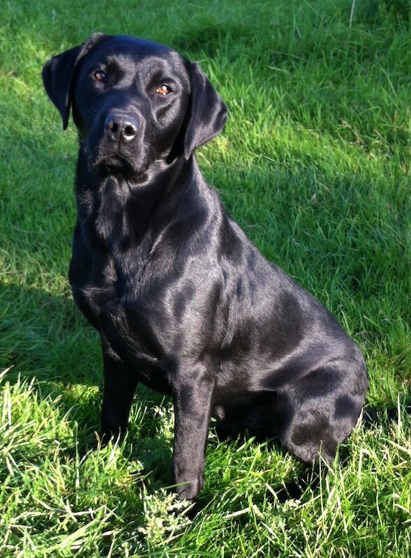 Kathryn Marston - Licensed Labrador breeder