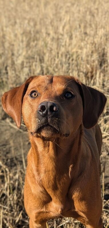 Alexander Hamilton - Labrador Breeder - Image 3