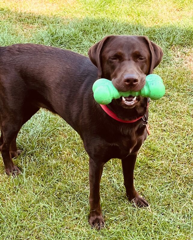 Amy Barrons - Private Seller on Labrador Owners - Image 1