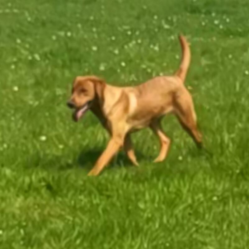 Belinda Neill - Licensed Labrador Breeder - Image 1