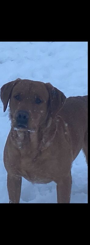 Belinda Neill - Licensed Labrador Breeder - Image 2