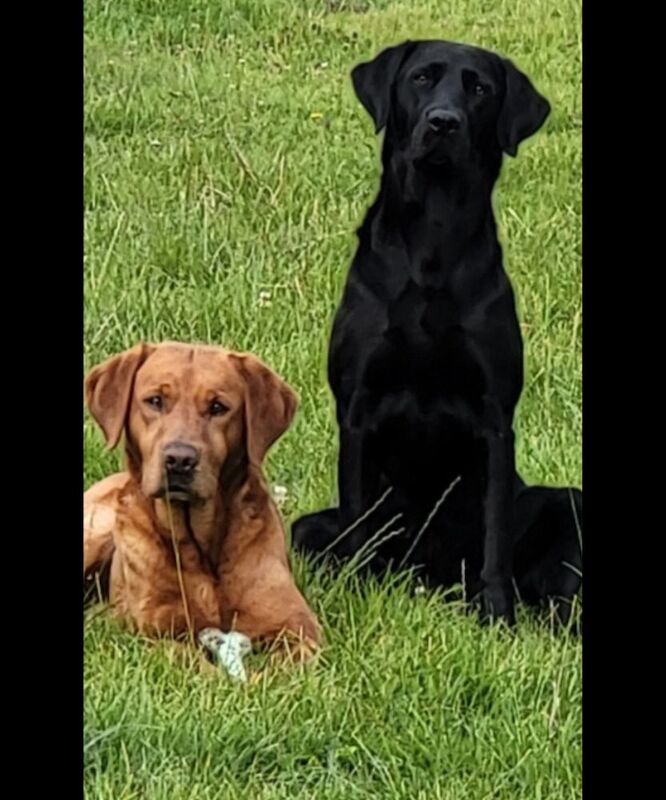 Belinda Neill - Licensed Labrador Breeder - Image 5