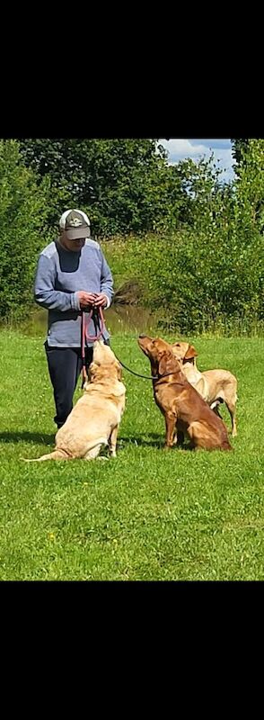 Belinda Neill - Licensed Labrador Breeder on Labrador Owners - Image 6