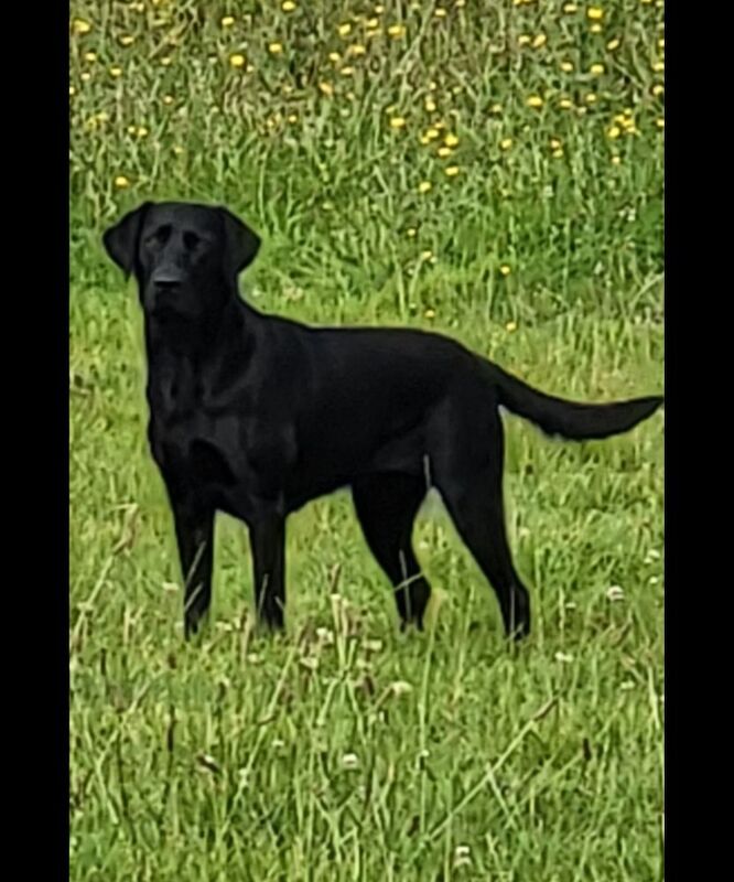 Belinda Neill - Licensed Labrador Breeder on Labrador Owners - Image 7