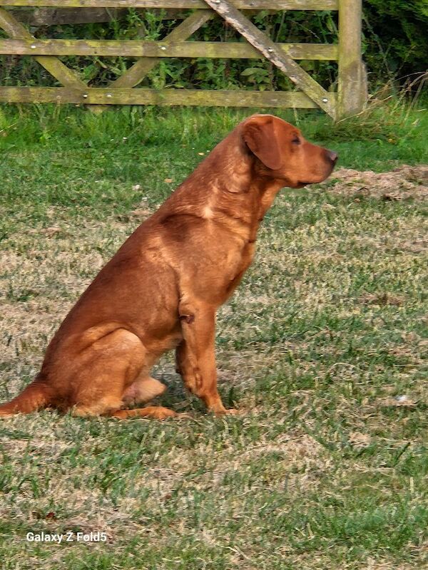 Belinda Neill - Licensed Labrador Breeder on Labrador Owners - Image 8