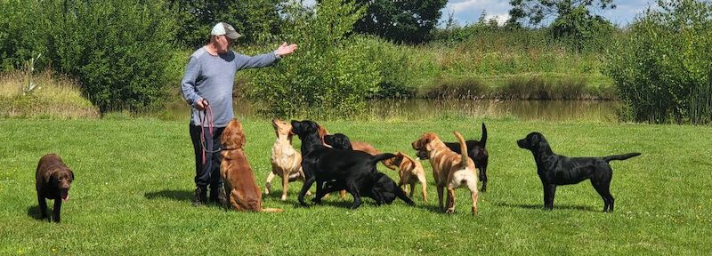 Belinda Neill - Licensed Labrador Breeder on Labrador Owners - Image 9