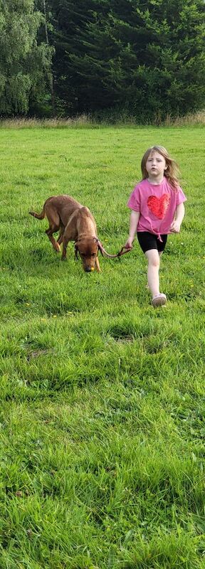 Belinda Neill - Licensed Labrador Breeder - Image 10