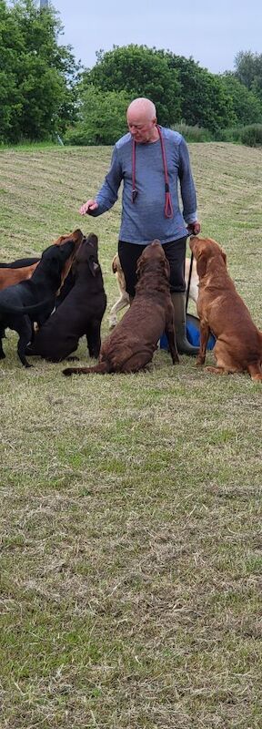 Belinda Neill - Licensed Labrador Breeder on Labrador Owners - Image 11