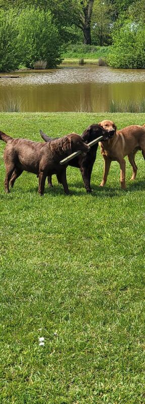 Belinda Neill - Licensed Labrador Breeder on Labrador Owners - Image 12